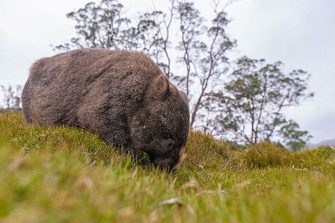 3-Day Cradle Mountain Photography Workshop - Melbourne Tourism 0