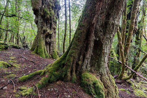 3-Day Cradle Mountain Photography Workshop - Melbourne Tourism 1