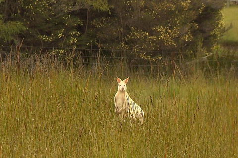 Bruny Island Day Trip From Hobart - Melbourne Tourism 5