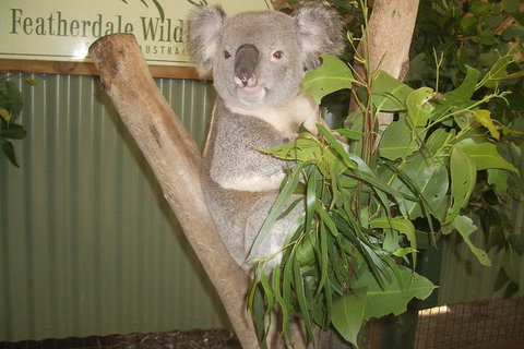 Full-Day Private Blue Mountains Tour With River Cruise - Melbourne Tourism 2