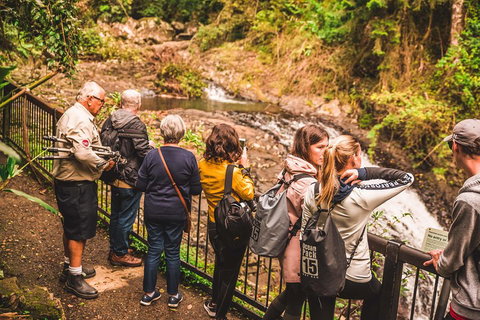 Full-day Springbrook National Park Tour From The Gold Coast - Melbourne Tourism 0