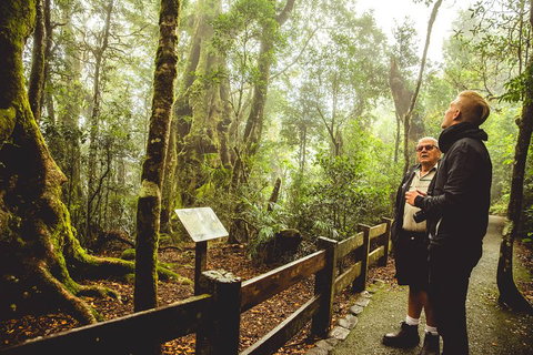 Full-day Springbrook National Park Tour From The Gold Coast - Melbourne Tourism 1