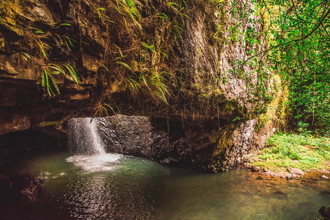 Full-day Springbrook National Park Tour From The Gold Coast - Melbourne Tourism 4