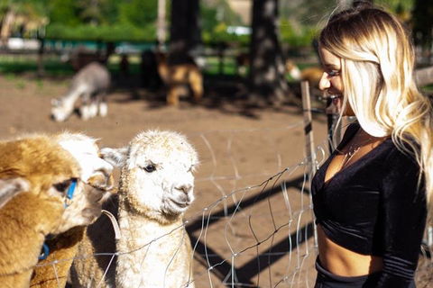 O'Reilly's & Lamington National Park Incl. Alpaca Farm + Vineyard - Melbourne Tourism 3