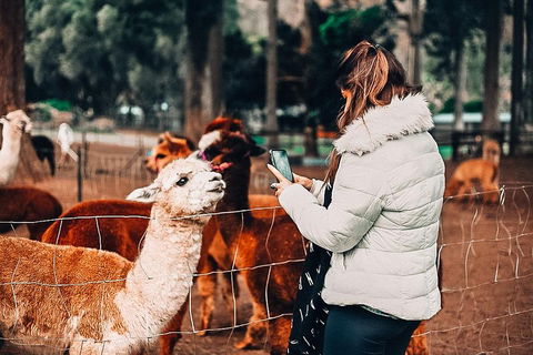 O'Reilly's & Lamington National Park Incl. Alpaca Farm + Vineyard - Melbourne Tourism 5