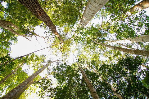 Fraser Island 4WD Tour From Noosa - Melbourne Tourism 0