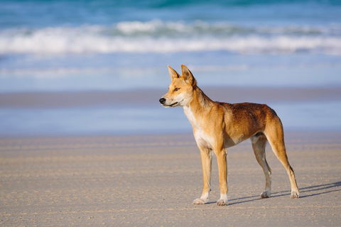 Fraser Island 4WD Tour From Rainbow Beach - Melbourne Tourism 2