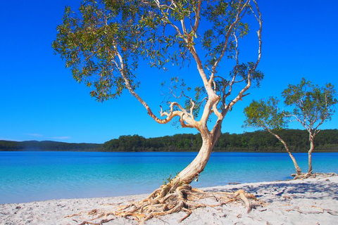 Fraser Island 4WD Tour From Rainbow Beach - Melbourne Tourism 5
