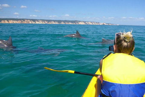 Kayak With Dolphins And 4WD Great Beach Drive Day Trip From Noosa - Melbourne Tourism 1