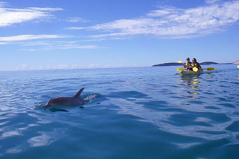 Kayak With Dolphins And 4WD Great Beach Drive Day Trip From Noosa - Melbourne Tourism 2