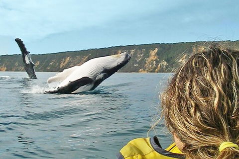 Kayak With Dolphins And 4WD Great Beach Drive Day Trip From Noosa - Melbourne Tourism 3