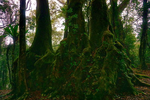 Private Tour - Rainforest & Waterfalls Extravaganza - Melbourne Tourism 5