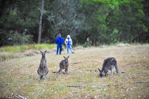 Blue Mountains Private Tour From Sydney - Melbourne Tourism 2
