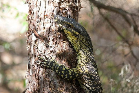 Byron Bay Hinterland Tour Including Rainforest Walk To Minyon Falls - Melbourne Tourism 1