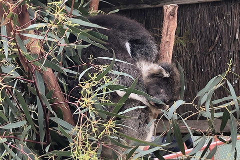 Phillip Island Penguins Private Tour - Melbourne Tourism 2