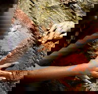 Ngana Julaymba Dungay - Half Day