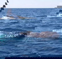 Noosa Whale Watching - Melbourne Tourism