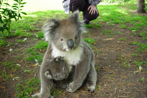 3-Day Adelaide To Melbourne Tour Including The Great Ocean Road - Melbourne Tourism 3