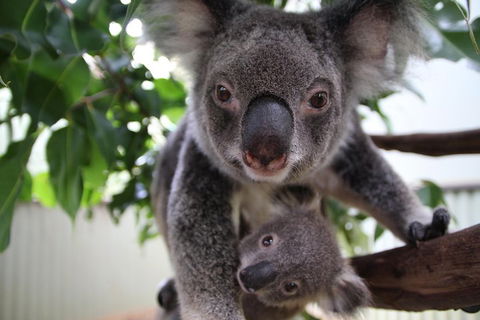 Kuranda Day Tour, TKS-RFS GRAND GOLD PLUS 0930 - Melbourne Tourism 1