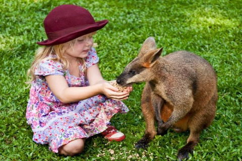 Kuranda Day Tour + HotAir Balloon Combo - Melbourne Tourism 0