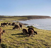 Kangaroo Island Personal Group Tours - Melbourne Tourism
