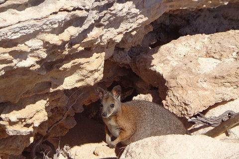 Shipwreck Special Full Day Tour Of The Abrolhos Islands - Melbourne Tourism 4