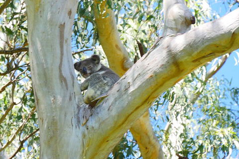 Best Of Moreton Bay Cruise - Melbourne Tourism 2