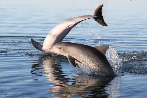 Kayak Tour In Adelaide Dolphin Sanctuary - Melbourne Tourism 5