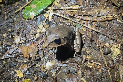 Evening Rainforest & Glow Worm Experience - Melbourne Tourism 1