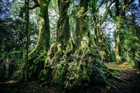 Natural Bridge & Springbrook Waterfalls Tour - Melbourne Tourism 5