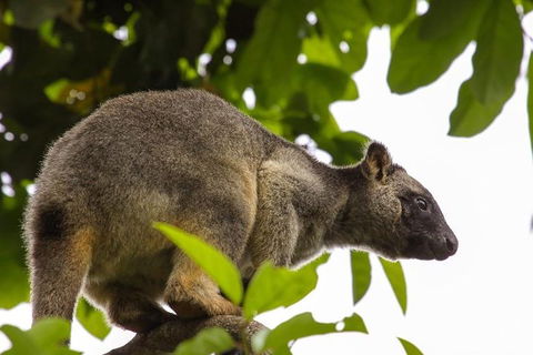 Cairns & Port Douglas All-Inclusive 7 Days Touring Package - Melbourne Tourism 3