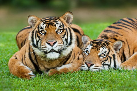 The Ultimate Gold Coast Attractions Pass - Melbourne Tourism 2