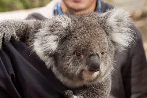 Bonorong Wildlife Park And Richmond Afternoon Tour From Hobart - Melbourne Tourism 2