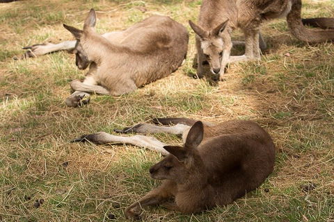 Bonorong Wildlife Park And Richmond Afternoon Tour From Hobart - Melbourne Tourism 3