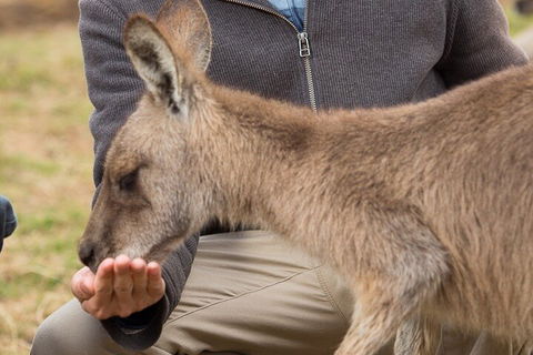 Bonorong Wildlife Park And Richmond Afternoon Tour From Hobart - Melbourne Tourism 5