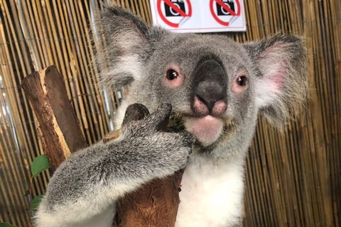 Kuranda Tour Deluxe Course With Kuranda 3 Zoos Or Free Course - Melbourne Tourism 0