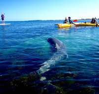 Penguin and Seal Islands Sea Kayaking Experience - Melbourne Tourism