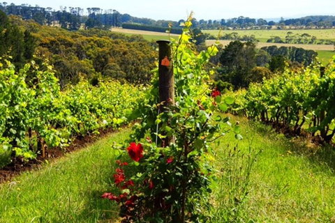 Mornington Peninsula Sightseeing Tour For 2-6 Guests. - Melbourne Tourism 3