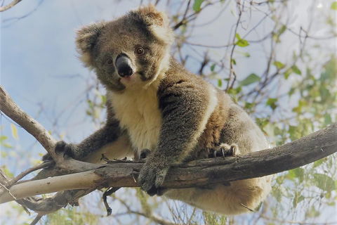 Kangaroo Island Scenic Trail Tour - Melbourne Tourism 2
