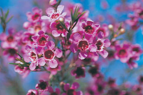 Best Of Perth Wildflower Season Day Trip - Melbourne Tourism 1