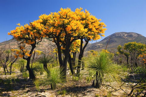 Best Of Perth Wildflower Season Day Trip - Melbourne Tourism 3