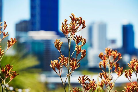 Best Of Perth Wildflower Season Day Trip - Melbourne Tourism 4