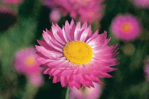 Best Of Perth Wildflower Season Day Trip - Melbourne Tourism 5