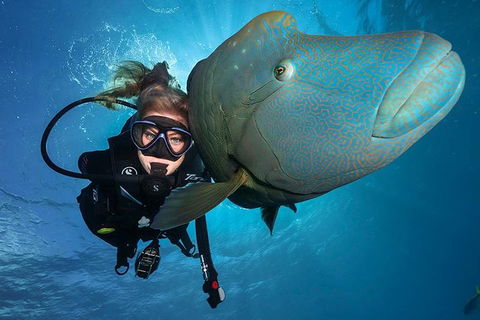Great Barrier Reef Snorkeling And Diving Cruise From Cairns - Melbourne Tourism 0