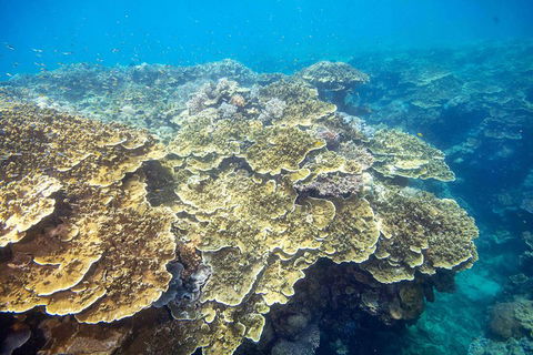 Cruise To Moore Reef Pontoon And Return Helicopter Flight From Cairns - Melbourne Tourism 5