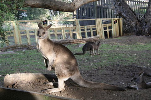 Mt. Wellington, Bonorong And Richmond Day Tour From Hobart - Melbourne Tourism 2