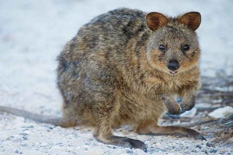 Rottnest Island Bike, Snorkel & Ferry Package From Perth - Melbourne Tourism 3