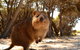 Wave Rock & Rottnest Island - Air & Ground Tour - thumb 0