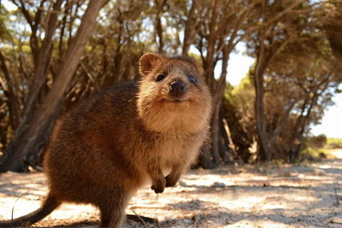Wave Rock & Rottnest Island - Air & Ground Tour - Melbourne Tourism 0