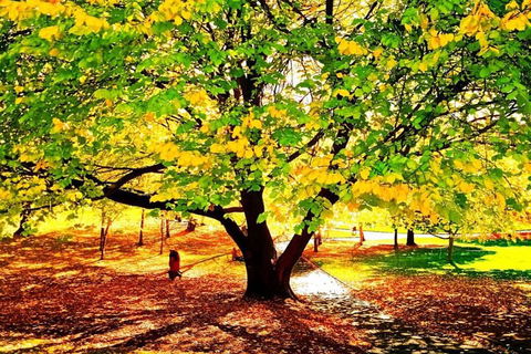 Hobart Half-Day Sightseeing Coach Tram Tour - Melbourne Tourism 3